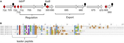 Lactobacillus acidophilus Membrane Vesicles as a Vehicle of Bacteriocin Delivery